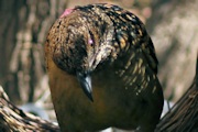 Western Bowerbird (Ptilonorhynchus guttatus)